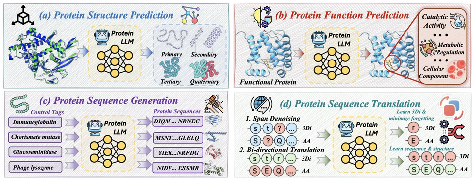 Protein Large Language Models: A Comprehensive Survey