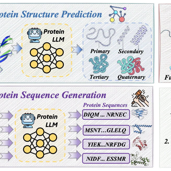 Protein Large Language Models: A Comprehensive Survey